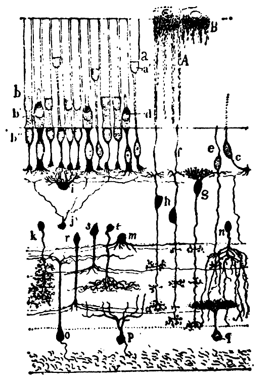 McCulloch Froschauge